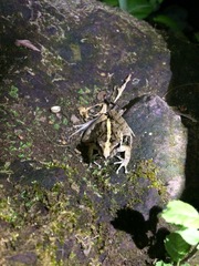 Craugastor fitzingeri