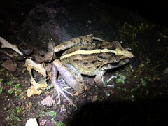 Craugastor fitzingeri