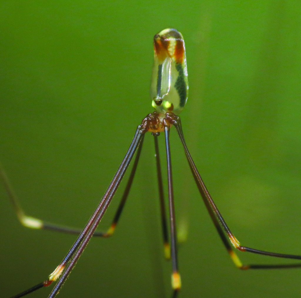 Mesabolivar cyaneotaeniatus