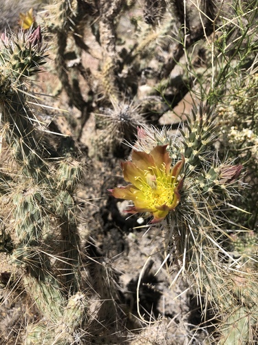 iNaturalist observation photo of Silver Cholla