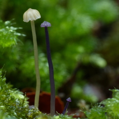 Laccaria masoniae