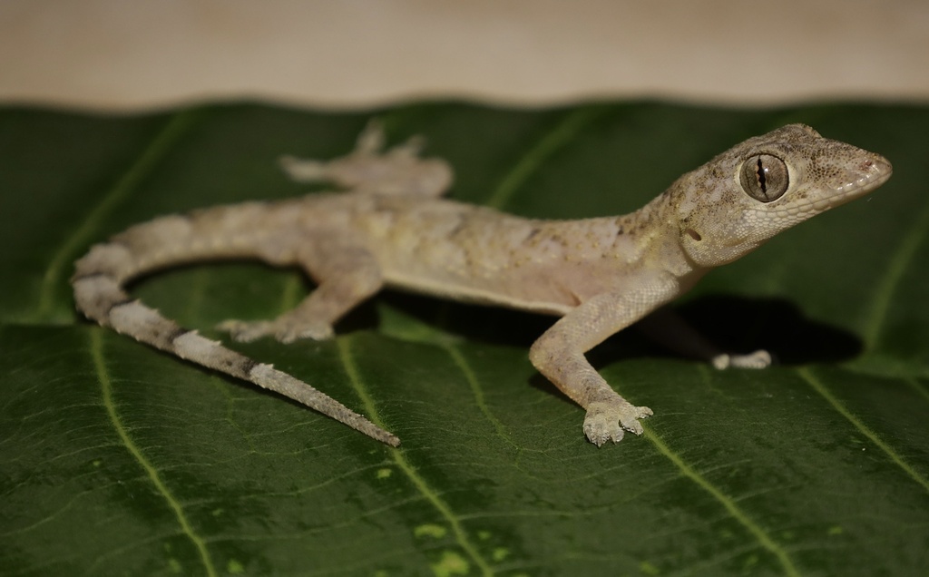 tropical-house-gecko-in-august-2023-by-henry-seilheimer-inaturalist