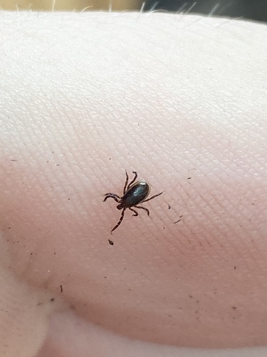 Deer tick