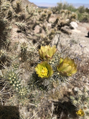 iNaturalist observation photo of Silver Cholla