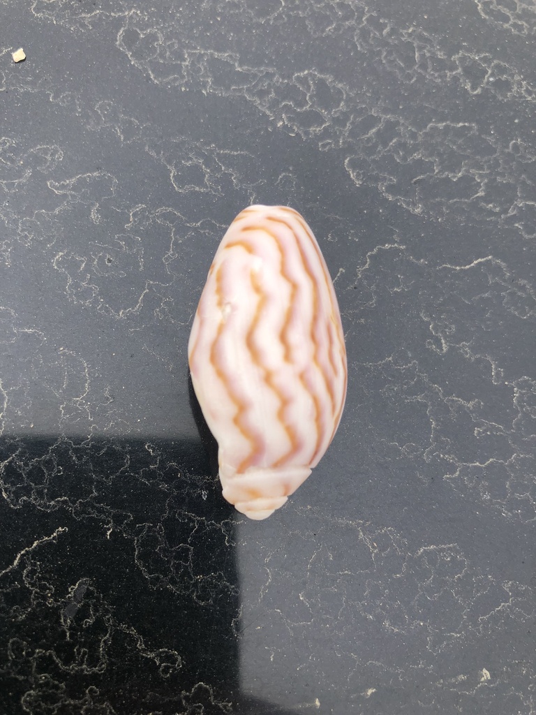 Felicioliva peruviana