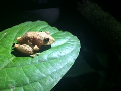 Pristimantis cerasinus