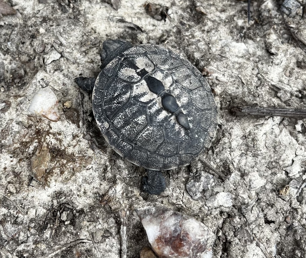 Eastern Box Turtle In November 2023 By Whismanranch INaturalist   Large 