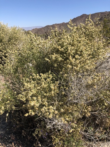 iNaturalist observation photo of Cheesebush