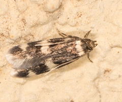 Oegoconia novimundi