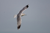 European Common Gull - Photo (c) thegreatdodo, some rights reserved (CC BY-NC), uploaded by thegreatdodo