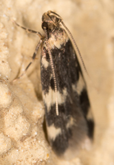 Oegoconia novimundi