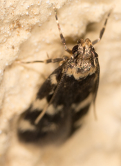 Oegoconia novimundi