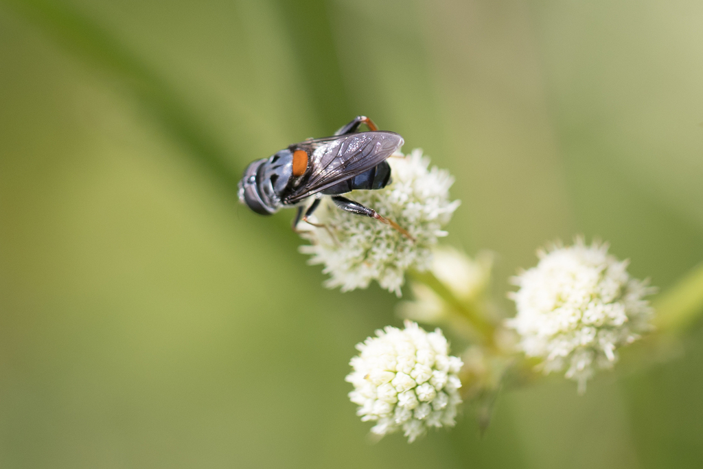 Palpada rufoscutellata