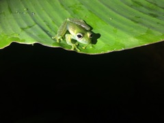 Sachatamia albomaculata