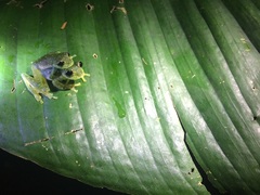 Sachatamia albomaculata