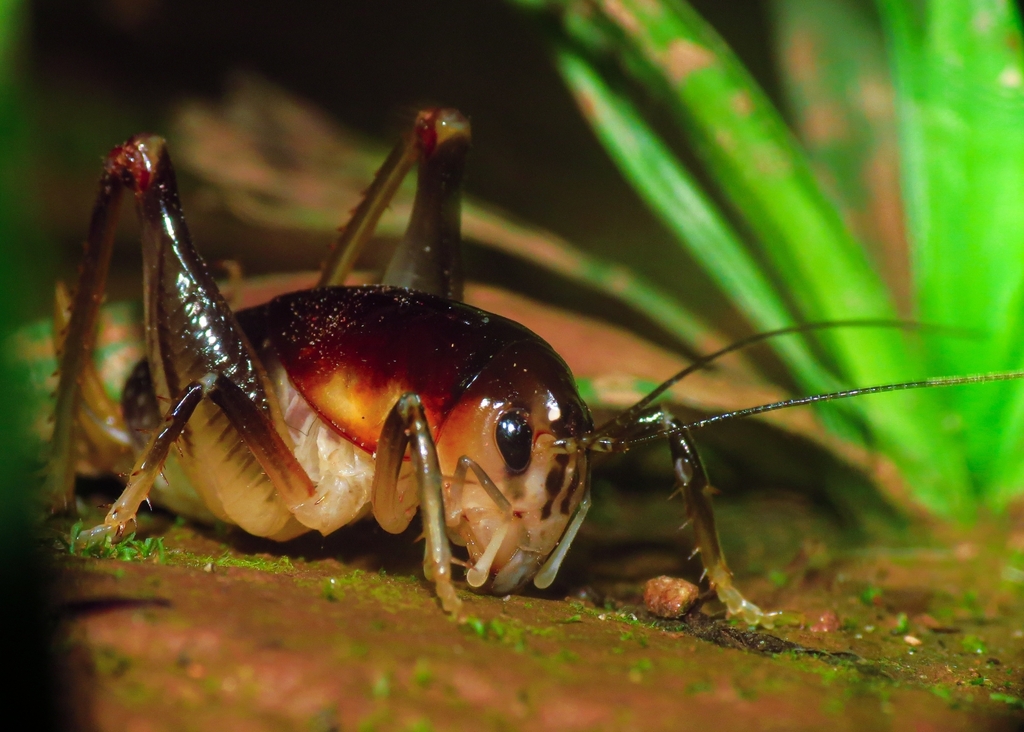 Apotetamenus clipeatus