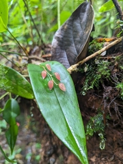 Pleurothallis rowleei image