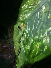 Agalychnis spurrelli