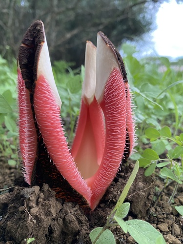 African Hydnora