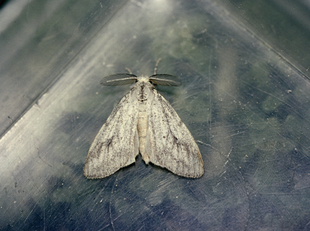 Laelia amabilis