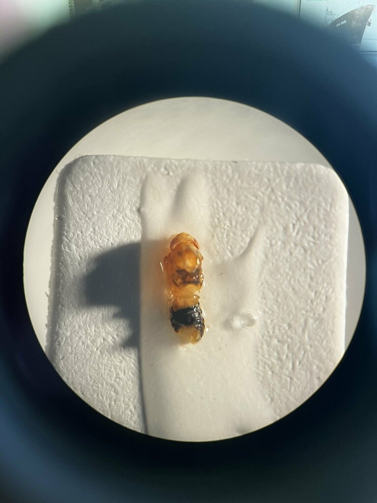 Ribautiana ognevi