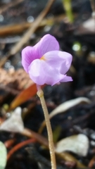 Utricularia purpurea image