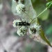 Tanyochraethes anthophilus - Photo (c) blaster12, μερικά δικαιώματα διατηρούνται (CC BY-NC)