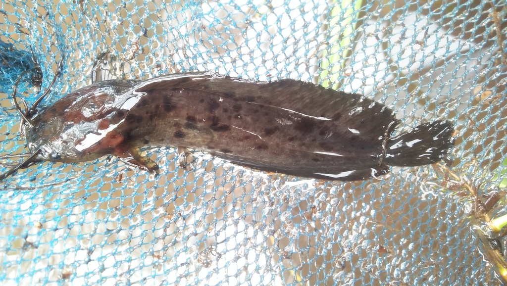 Blackskin catfish (Clarias meladerma) — Clariidae