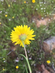 Pentachaeta aurea aurea