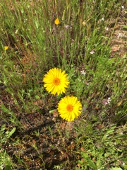 Pentachaeta aurea aurea