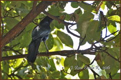 Quiscalus mexicanus