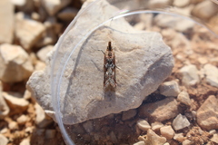 Ancylosis cinnamomella