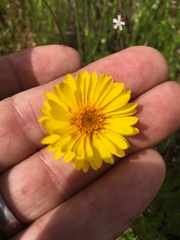 Pentachaeta aurea aurea