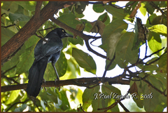 Quiscalus mexicanus