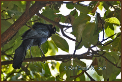 Quiscalus mexicanus