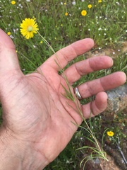 Pentachaeta aurea aurea