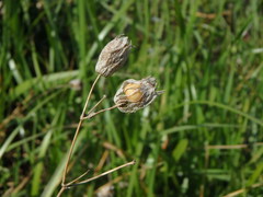 Silene vulgaris