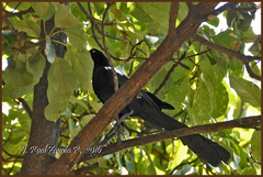Quiscalus mexicanus