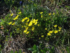 Potentilla verna