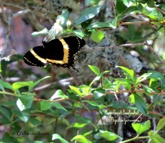 Papilio garamas garamas