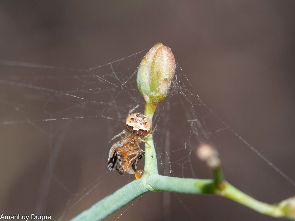 Paidiscura orotavensis