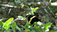 Papilio garamas garamas