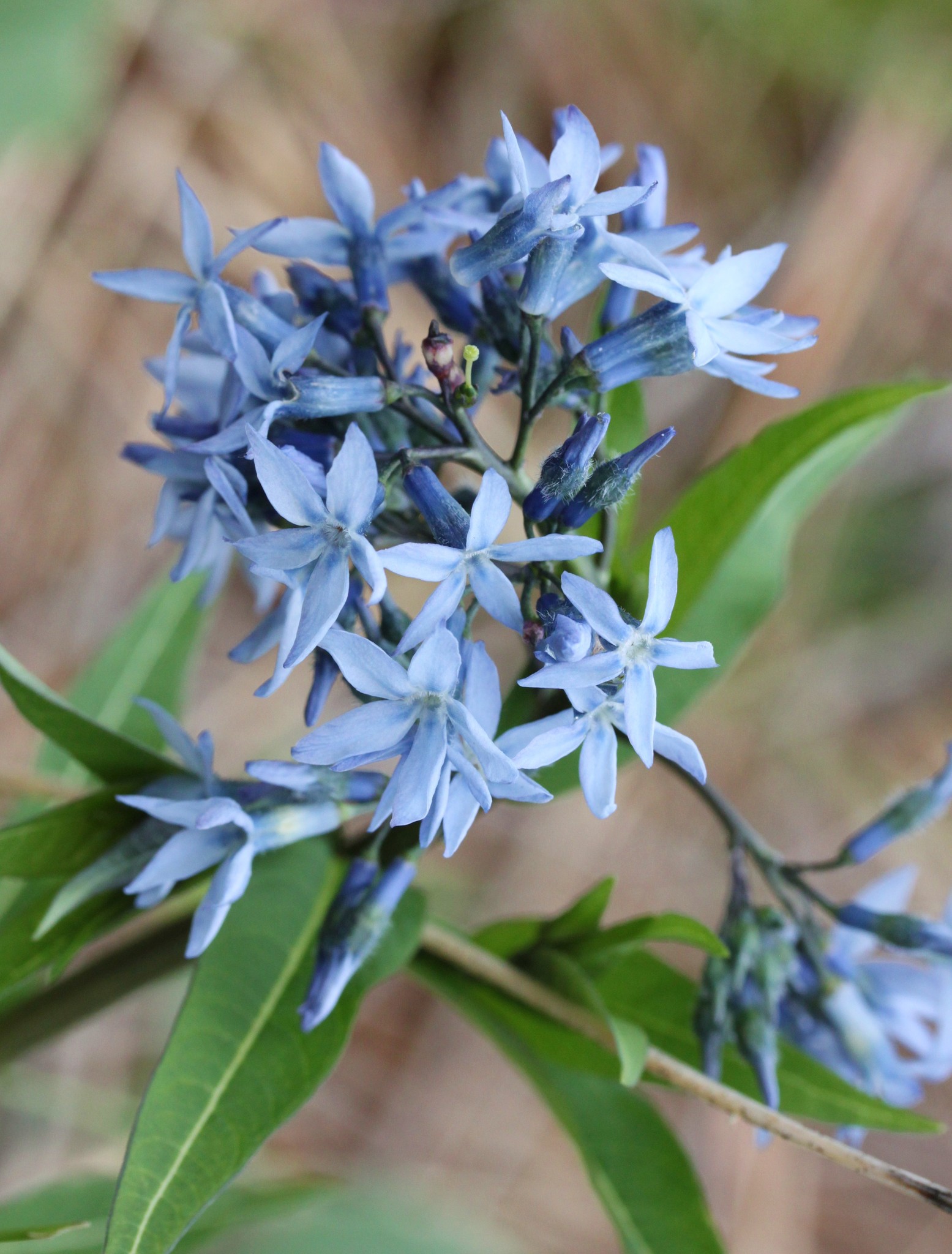 Amsonia tabernaemontana var. tabernaemontana