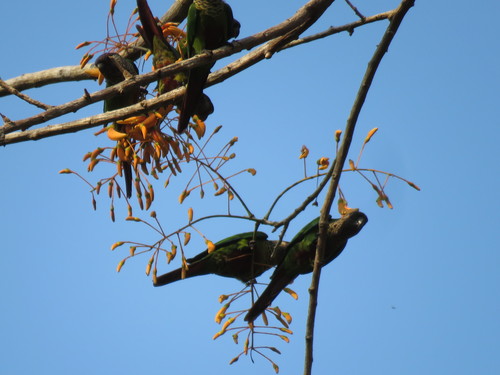 Pyrrhura lucianii