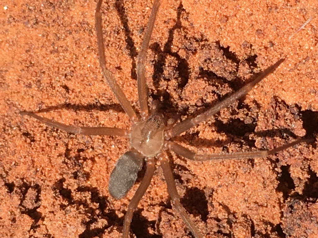 Arizona recluse