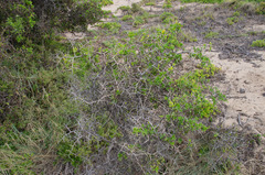 Lycium ferocissimum