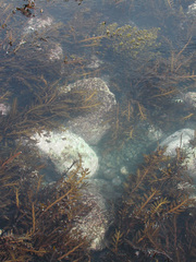 Carpophyllum maschalocarpum