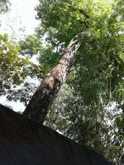 Swietenia macrophylla