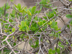 Lycium ferocissimum