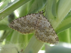 Coenotephria ablutaria